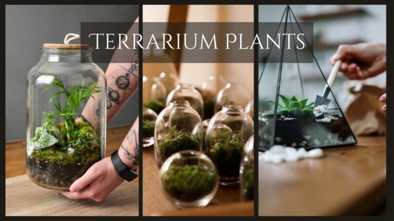 Terrarium plants