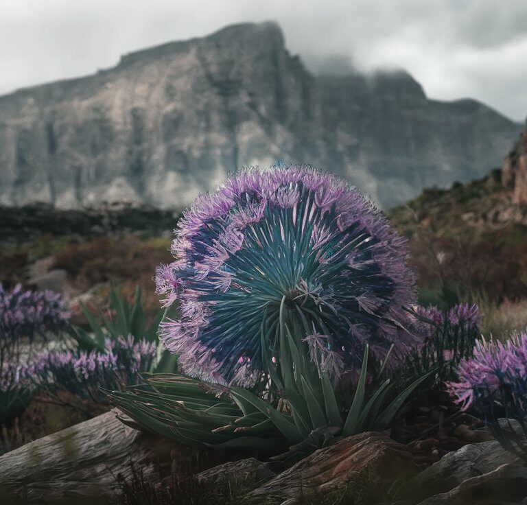 Peacock Flower Location Wuthering Wavespic